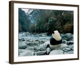Giant Panda Eating Bamboo by the River, Wolong Panda Reserve, Sichuan, China-Keren Su-Framed Photographic Print