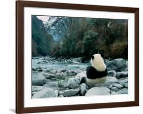 Giant Panda Eating Bamboo by the River, Wolong Panda Reserve, Sichuan, China-Keren Su-Framed Photographic Print