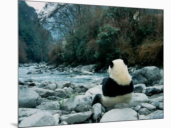 Giant Panda Eating Bamboo by the River, Wolong Panda Reserve, Sichuan, China-Keren Su-Mounted Photographic Print