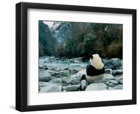 Giant Panda Eating Bamboo by the River, Wolong Panda Reserve, Sichuan, China-Keren Su-Framed Photographic Print