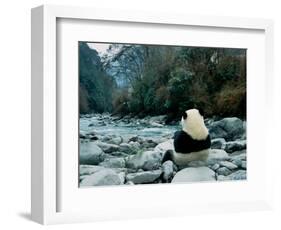 Giant Panda Eating Bamboo by the River, Wolong Panda Reserve, Sichuan, China-Keren Su-Framed Photographic Print