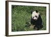 Giant Panda Eating Bamboo in Grass-DLILLC-Framed Photographic Print