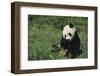 Giant Panda Eating Bamboo in Grass-DLILLC-Framed Photographic Print