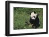 Giant Panda Eating Bamboo in Grass-DLILLC-Framed Photographic Print