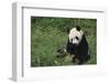 Giant Panda Eating Bamboo in Grass-DLILLC-Framed Photographic Print