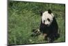 Giant Panda Eating Bamboo in Grass-DLILLC-Mounted Photographic Print