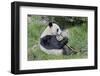 Giant Panda Eating Bamboo Shoots-Richard Harbus-Framed Photographic Print