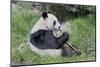 Giant Panda Eating Bamboo Shoots-Richard Harbus-Mounted Photographic Print