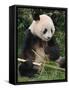 Giant Panda, Eating Bamboo-Eric Baccega-Framed Stretched Canvas