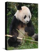 Giant Panda, Eating Bamboo-Eric Baccega-Stretched Canvas