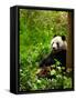 Giant Panda Eating Bamboo-silver-john-Framed Stretched Canvas