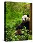 Giant Panda Eating Bamboo-silver-john-Stretched Canvas