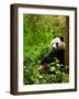 Giant Panda Eating Bamboo-silver-john-Framed Photographic Print