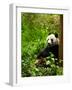 Giant Panda Eating Bamboo-silver-john-Framed Photographic Print