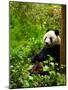 Giant Panda Eating Bamboo-silver-john-Mounted Photographic Print