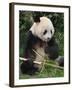 Giant Panda, Eating Bamboo-Eric Baccega-Framed Photographic Print