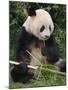 Giant Panda, Eating Bamboo-Eric Baccega-Mounted Photographic Print