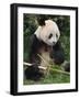 Giant Panda, Eating Bamboo-Eric Baccega-Framed Photographic Print