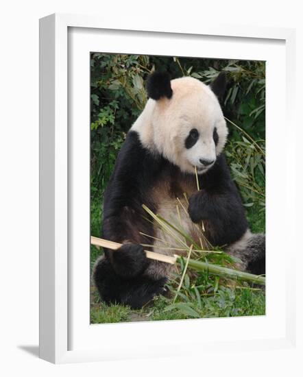 Giant Panda, Eating Bamboo-Eric Baccega-Framed Photographic Print