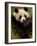 Giant Panda Family, Wolong China Conservation and Research Center for the Giant Panda, China-Pete Oxford-Framed Photographic Print