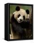 Giant Panda Family, Wolong China Conservation and Research Center for the Giant Panda, China-Pete Oxford-Framed Stretched Canvas