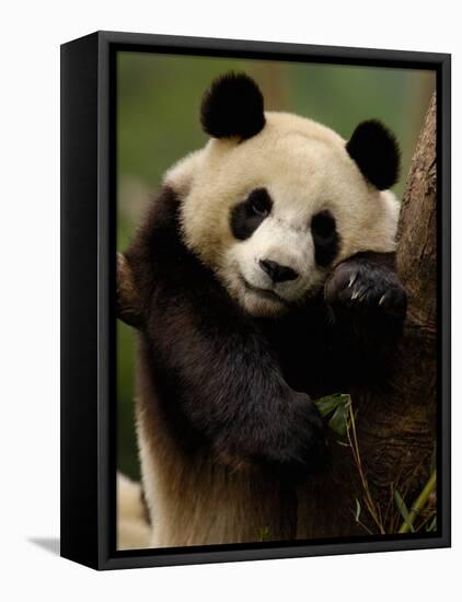 Giant Panda Family, Wolong China Conservation and Research Center for the Giant Panda, China-Pete Oxford-Framed Stretched Canvas