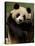 Giant Panda Family, Wolong China Conservation and Research Center for the Giant Panda, China-Pete Oxford-Stretched Canvas