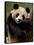 Giant Panda Family, Wolong China Conservation and Research Center for the Giant Panda, China-Pete Oxford-Framed Stretched Canvas