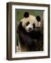 Giant Panda Family, Wolong China Conservation and Research Center for the Giant Panda, China-Pete Oxford-Framed Premium Photographic Print