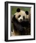 Giant Panda Family, Wolong China Conservation and Research Center for the Giant Panda, China-Pete Oxford-Framed Premium Photographic Print