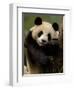 Giant Panda Family, Wolong China Conservation and Research Center for the Giant Panda, China-Pete Oxford-Framed Premium Photographic Print