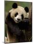 Giant Panda Family, Wolong China Conservation and Research Center for the Giant Panda, China-Pete Oxford-Mounted Premium Photographic Print