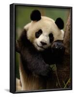 Giant Panda Family, Wolong China Conservation and Research Center for the Giant Panda, China-Pete Oxford-Framed Photographic Print