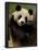 Giant Panda Family, Wolong China Conservation and Research Center for the Giant Panda, China-Pete Oxford-Framed Photographic Print