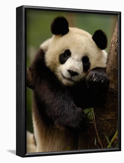 Giant Panda Family, Wolong China Conservation and Research Center for the Giant Panda, China-Pete Oxford-Framed Photographic Print