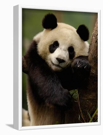 Giant Panda Family, Wolong China Conservation and Research Center for the Giant Panda, China-Pete Oxford-Framed Photographic Print