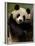 Giant Panda Family, Wolong China Conservation and Research Center for the Giant Panda, China-Pete Oxford-Framed Photographic Print