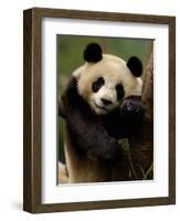 Giant Panda Family, Wolong China Conservation and Research Center for the Giant Panda, China-Pete Oxford-Framed Photographic Print