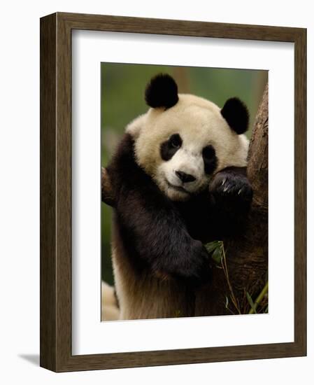 Giant Panda Family, Wolong China Conservation and Research Center for the Giant Panda, China-Pete Oxford-Framed Photographic Print