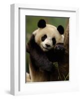 Giant Panda Family, Wolong China Conservation and Research Center for the Giant Panda, China-Pete Oxford-Framed Photographic Print