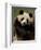 Giant Panda Family, Wolong China Conservation and Research Center for the Giant Panda, China-Pete Oxford-Framed Photographic Print