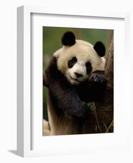 Giant Panda Family, Wolong China Conservation and Research Center for the Giant Panda, China-Pete Oxford-Framed Photographic Print