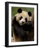 Giant Panda Family, Wolong China Conservation and Research Center for the Giant Panda, China-Pete Oxford-Framed Photographic Print