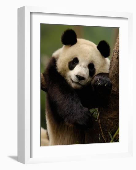 Giant Panda Family, Wolong China Conservation and Research Center for the Giant Panda, China-Pete Oxford-Framed Photographic Print