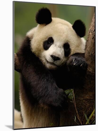 Giant Panda Family, Wolong China Conservation and Research Center for the Giant Panda, China-Pete Oxford-Mounted Photographic Print