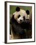 Giant Panda Family, Wolong China Conservation and Research Center for the Giant Panda, China-Pete Oxford-Framed Photographic Print