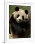 Giant Panda Family, Wolong China Conservation and Research Center for the Giant Panda, China-Pete Oxford-Framed Photographic Print