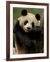 Giant Panda Family, Wolong China Conservation and Research Center for the Giant Panda, China-Pete Oxford-Framed Photographic Print