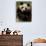 Giant Panda Family, Wolong China Conservation and Research Center for the Giant Panda, China-Pete Oxford-Photographic Print displayed on a wall