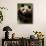 Giant Panda Family, Wolong China Conservation and Research Center for the Giant Panda, China-Pete Oxford-Photographic Print displayed on a wall